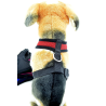 Arnés para cachorros rojo