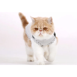 Chaleco para gatos